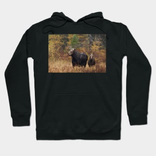 Moose - Algonquin Park, Canada Hoodie